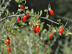 Vivers Càrex - Lycium barbarum